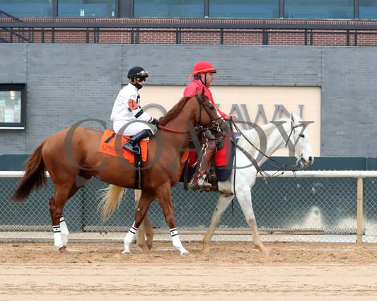 Seize The Night - The Tinsel Stakes 01-05-25 R09 Op Post Parade 01 Oaklawn Park