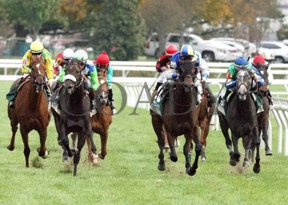 Senada - Head On The 20Th Running Of The Rood An Keeneland