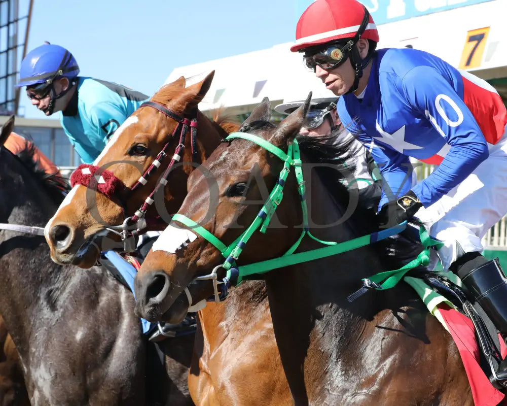 Sharp Lorenzo - Luke Kruytbosch Stakes 02-22-24 R05 Turf Paradise Starting Gate 3