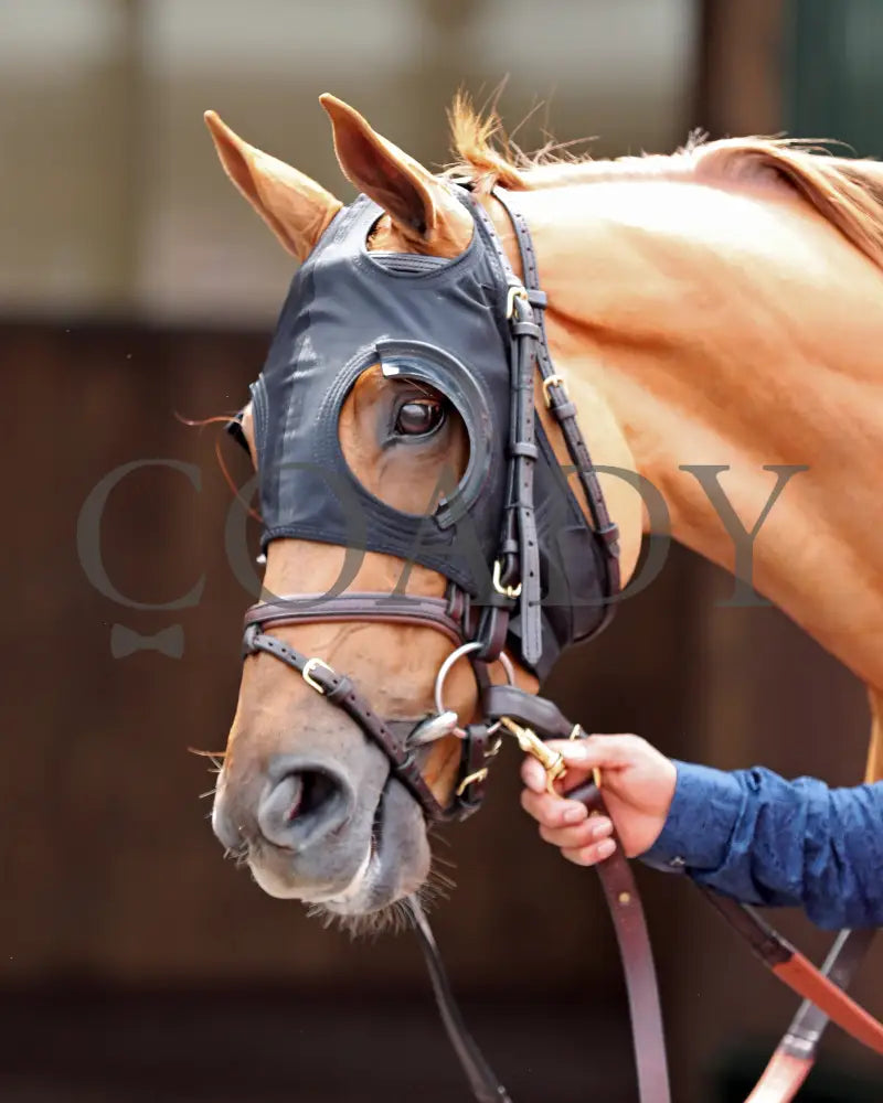 SHE FEELS PRETTY - The Modesty G3 - 05-02-25 - R08 - CD - Paddock 01 Churchill Downs
