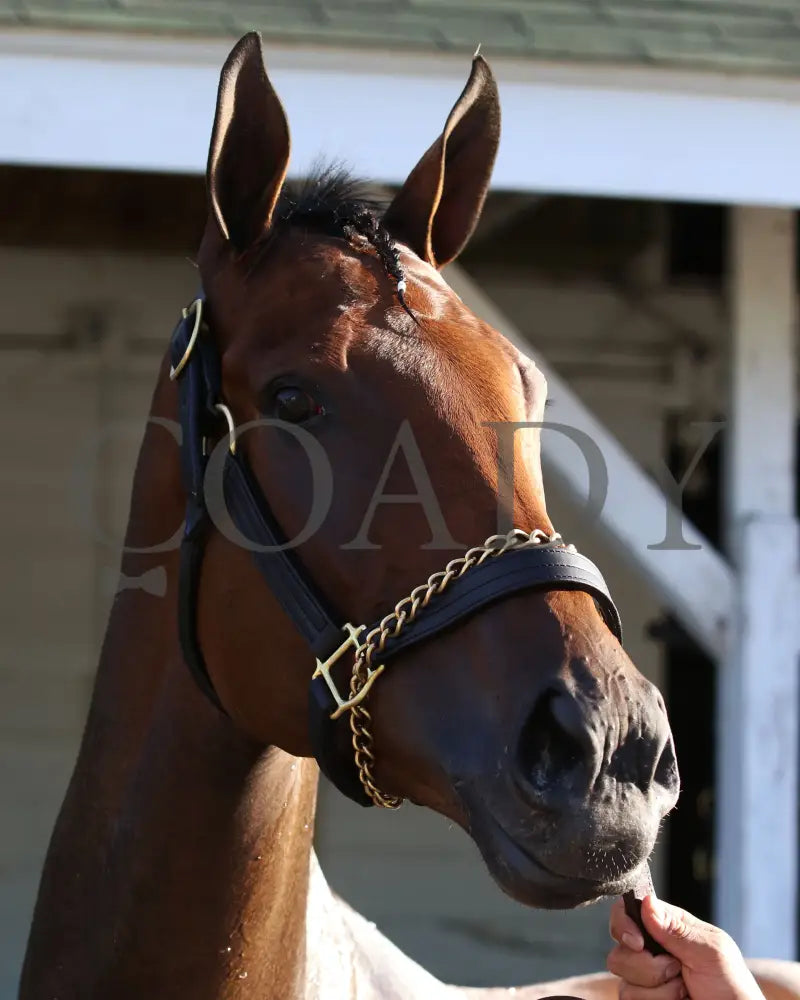 Shedaresthedevil - The Longines Kentucky Oaks 146Th Running 09-04-20 R12 Cd After Race Bath 01