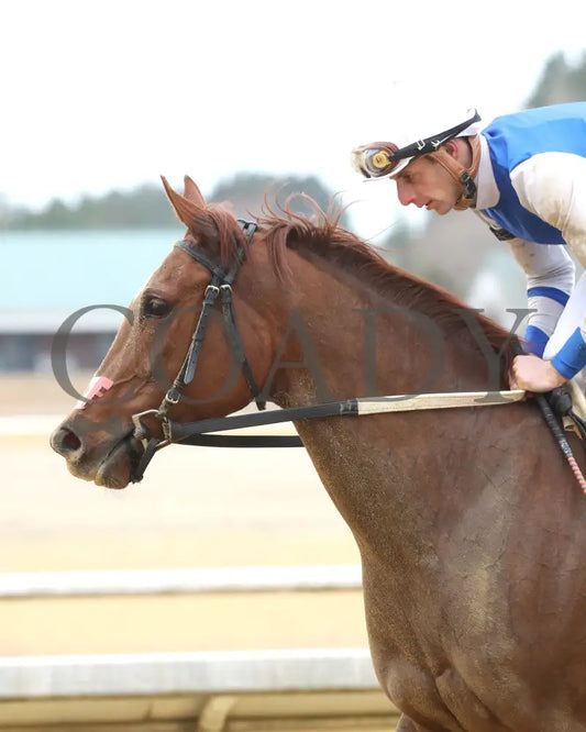 SHEILAHS WARCLOUD - The Stellar Wind Handicap - 03-14-25 - R06 - CNL - Come Back 02 Colonial Downs