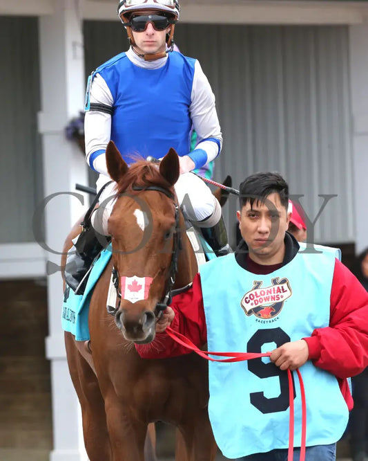 SHEILAHS WARCLOUD - The Stellar Wind Handicap - 03-14-25 - R06 - CNL - Paddock 01 - Coady Media - Kurtis Coady Photography