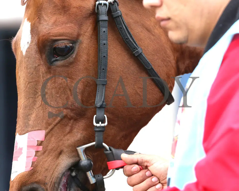 SHEILAHS WARCLOUD - The Stellar Wind Handicap - 03-14-25 - R06 - CNL - Paddock 02 - Coady Media - Kurtis Coady Photography