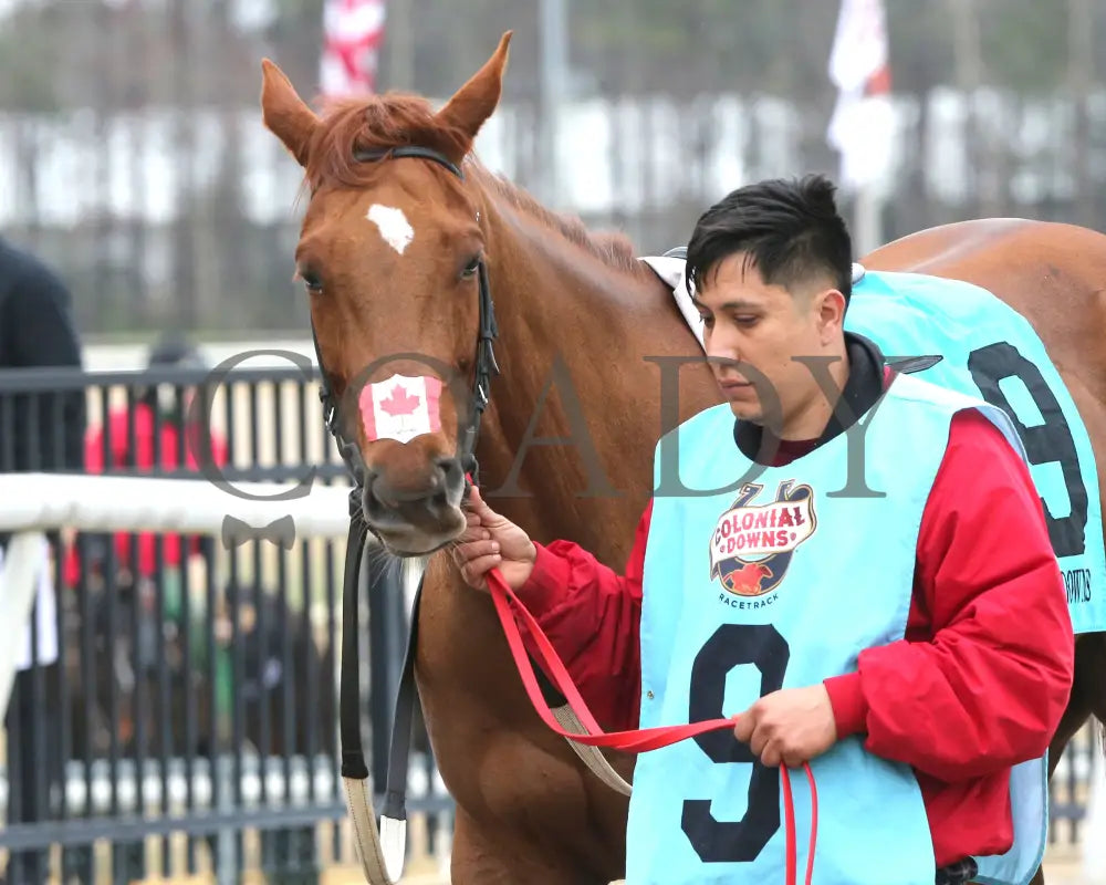 SHEILAHS WARCLOUD - The Stellar Wind Handicap - 03-14-25 - R06 - CNL - Paddock 03 Colonial Downs