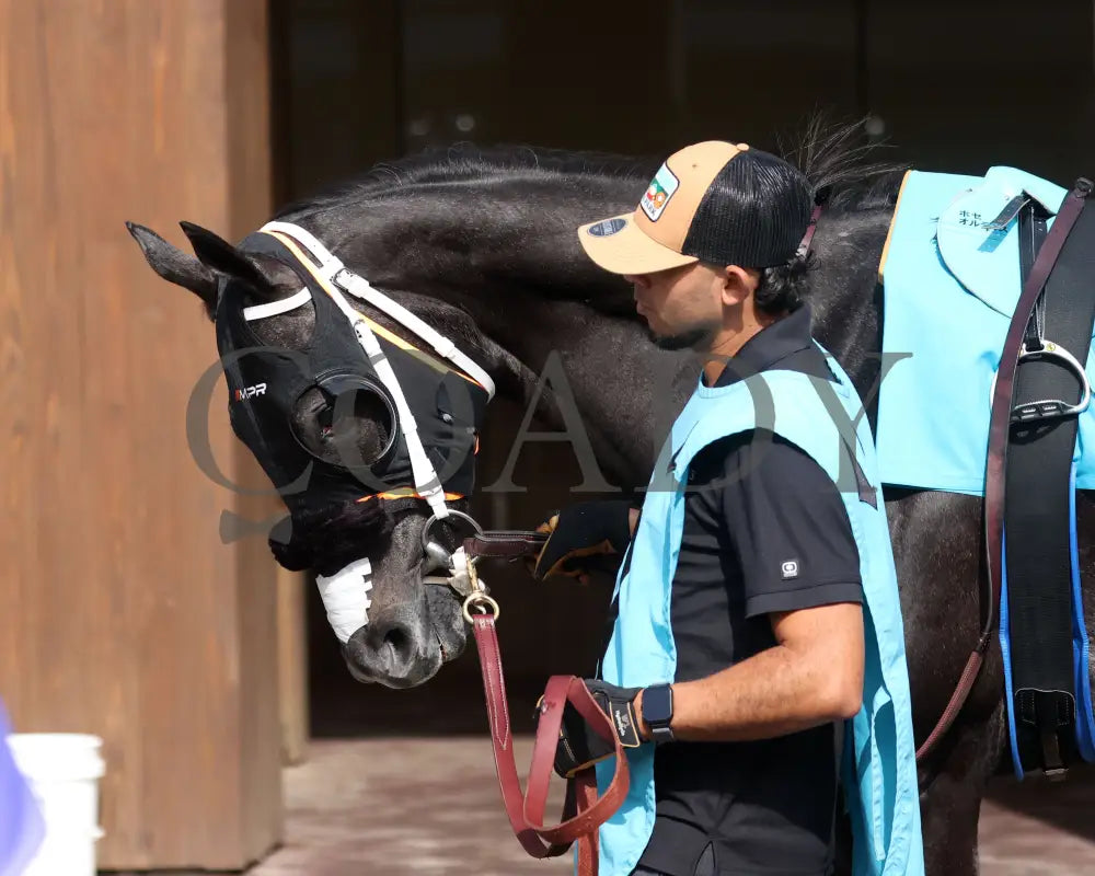 SHISOSPICY - The Mamzelle G3 - 05-10-25 - R10 - CD - Paddock 01 Churchill Downs
