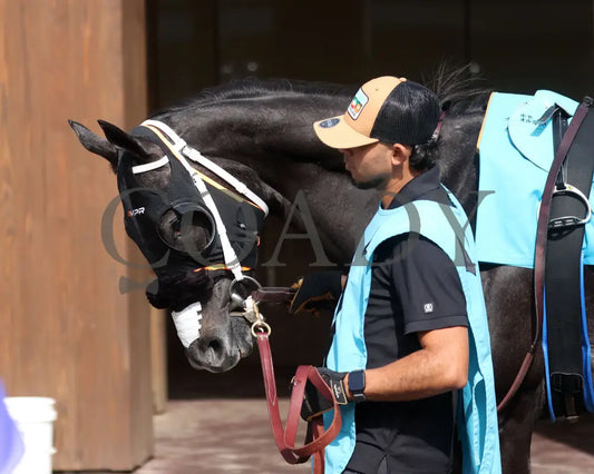 SHISOSPICY - The Mamzelle G3 - 05-10-25 - R10 - CD - Paddock 01 Churchill Downs