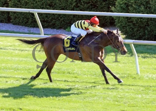 Silver Max - Transylvania 040612 Aerial Keeneland