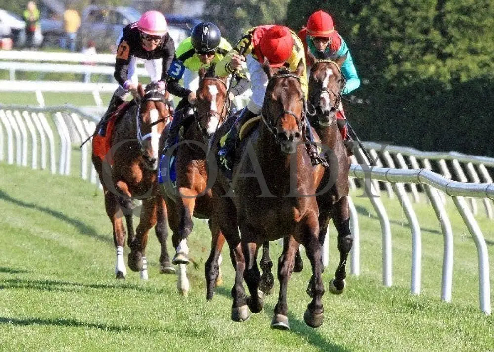 Silver Max - Transylvania 040612 Head On Keeneland