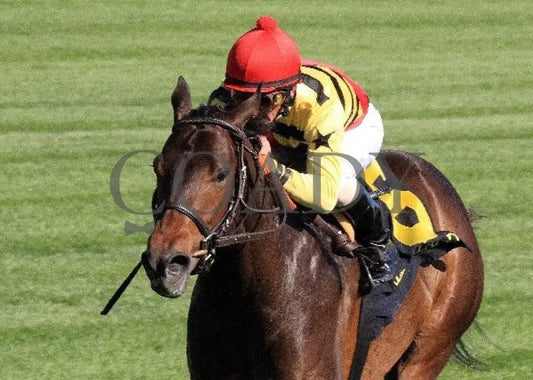 Silver Max - Transylvania 040612 Inside Fin Keeneland