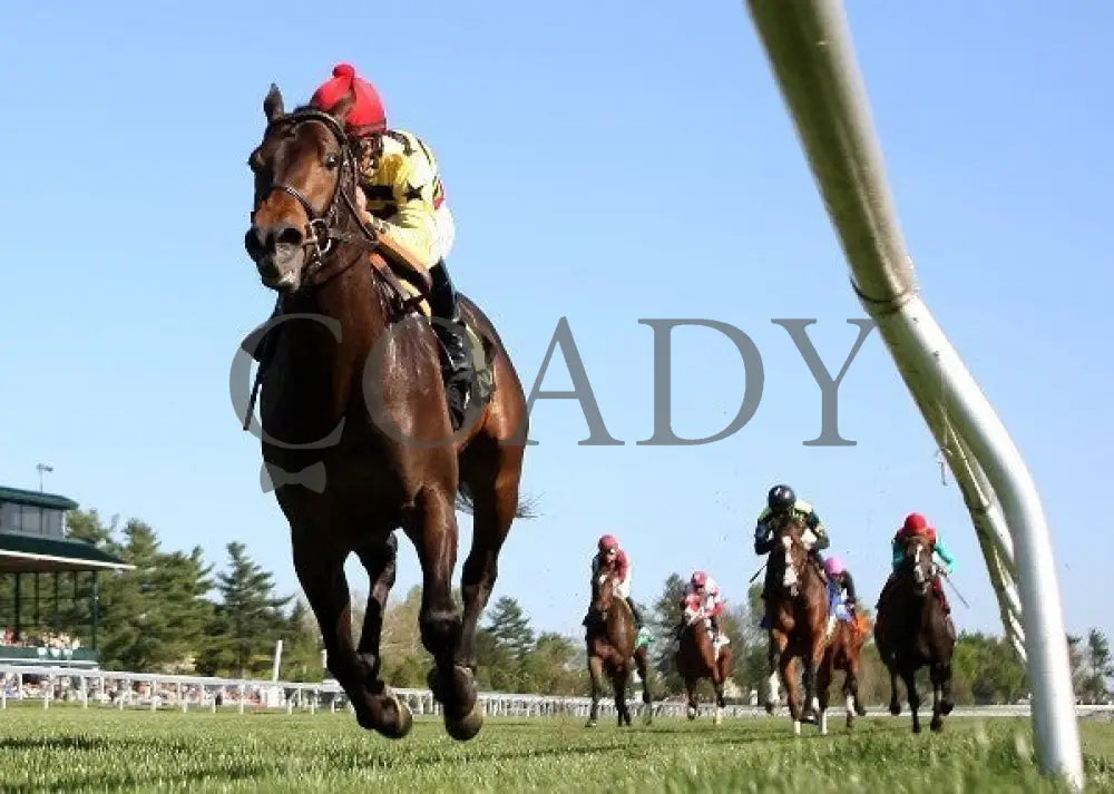 Silver Max - Transylvania 040612 Under Rail Keeneland