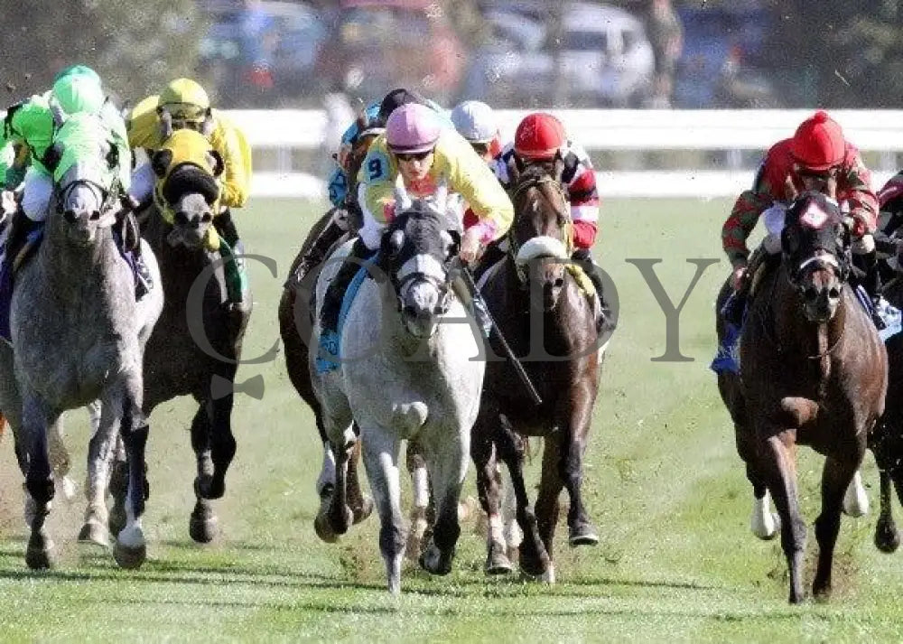 Silver Timber - The Woodford Keeneland