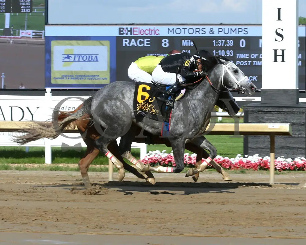 SMOKEN BOY - Caesars - 20th Running - 05-14-25 - R08 - Horseshoe Indiana - Finish 01 - Sammantha Pagels Indiana Grand