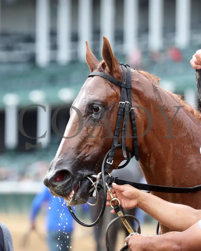 Society Man - The Matt Winn G3 27Th Running 06-09-24 R08 Cd Come Back 04 Churchill Downs