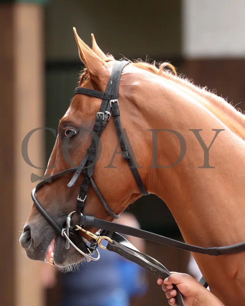 Society Man - The Matt Winn G3 27Th Running 06-09-24 R08 Cd Paddock 02 Churchill Downs