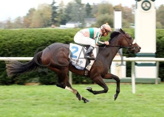 Somali Lemonade - Finish 101311 Race 08 Keeneland