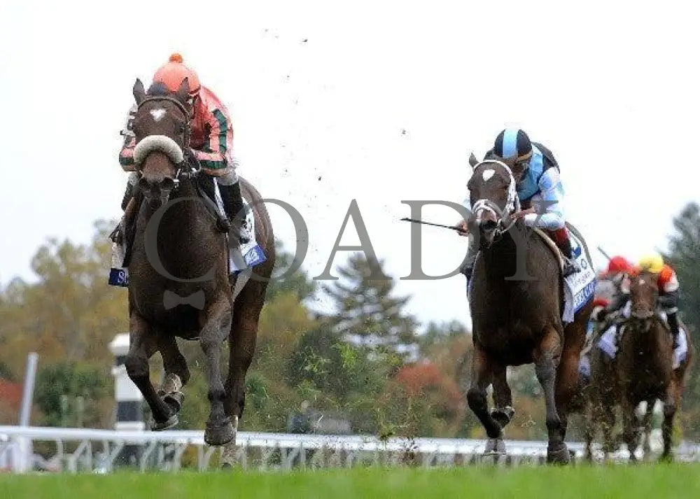 Somali Lemonade - Under Rail 101311 Race 08 Keeneland