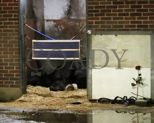 SOVEREIGNTY - The Kentucky Derby - 151st Running - 05-03-25 - R12 - CD - Harley 02 Churchill Downs