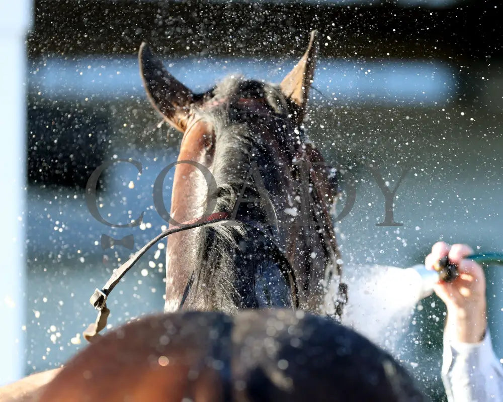 Sovereignty - The Street Sense G3 10-27-24 R10 Cd Bath 01 Churchill Downs
