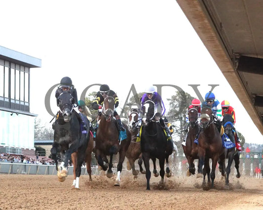 Speed King - The Southwest Stakes G3 60Th Running 01-25-25 R10 Op First Pass 01 Oaklawn Park