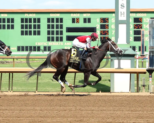 Stilettos - The Ellis Park Debutante 7Th Running 08-11-24 R08 Elp Finish 01