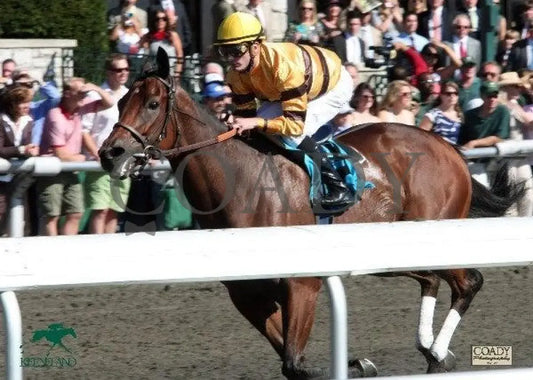 Successful Dan - The Daaher Keeneland
