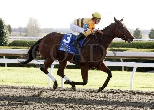 Successful Dan - The Greenbrier Fayette Keeneland