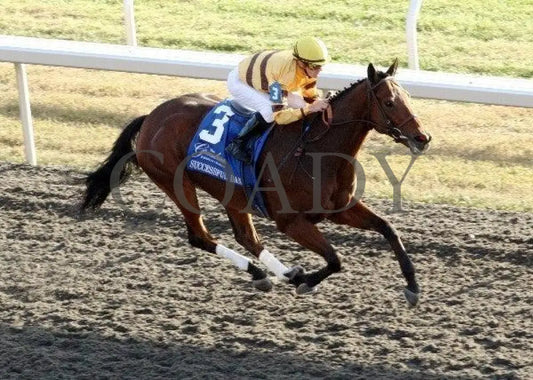 Successful Dan - The Greenbrier Fayette Keeneland