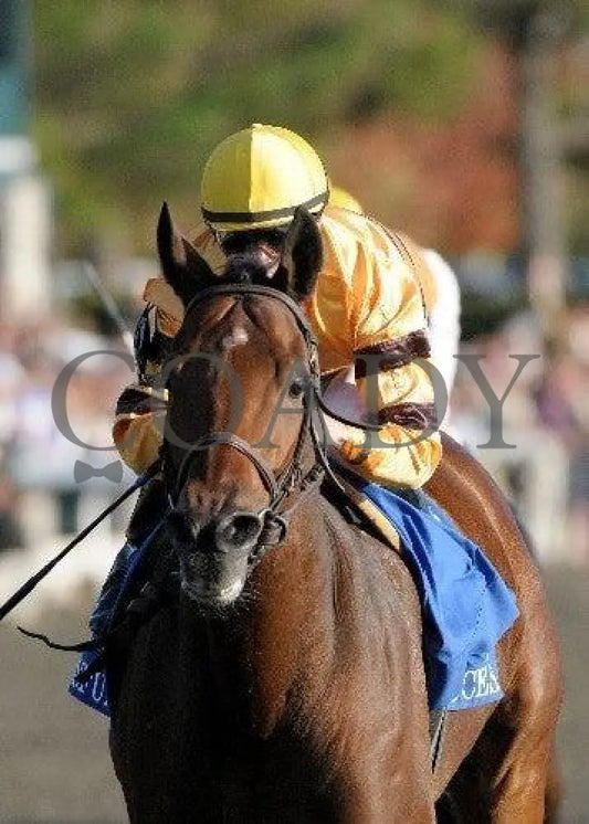 Successful Dan - The Greenbrier Fayette Keeneland