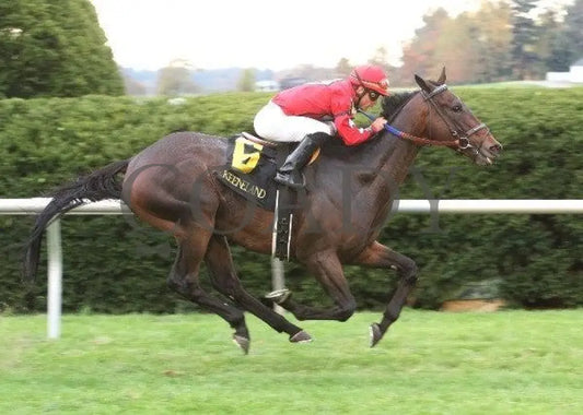 Tahoe Lake - 1 101211 Race 08 Keeneland