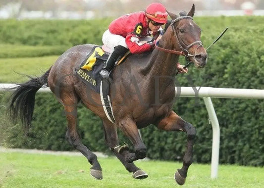 Tahoe Lake - 4 101211 Race 08 Keeneland