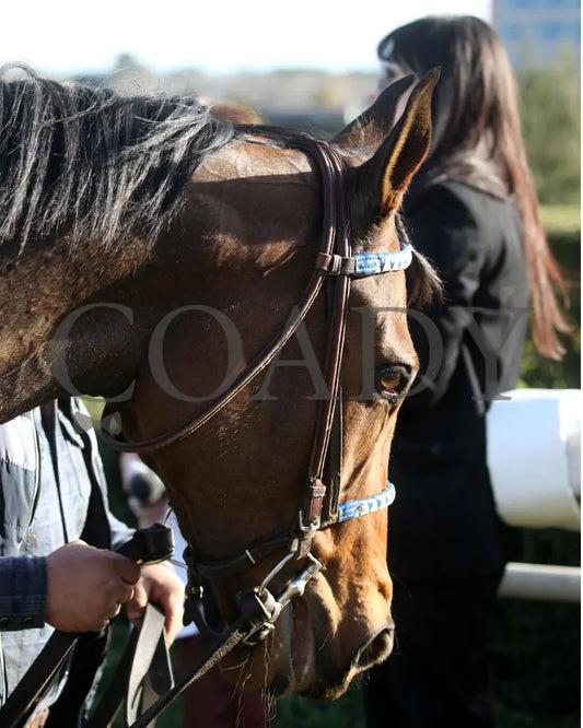 Take Charge Milady - The Martha Washington Stakes 01-25-25 R09 Op Head Shot 01 Oaklawn Park