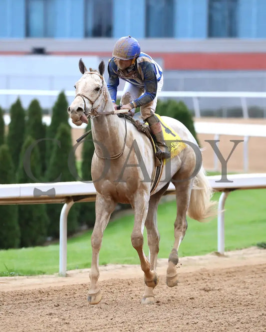 TAP INTO THIS - The Coach Overnight Stakes - 01-02-26 - R08 - OP - Come Back 01 - Coady Media - Kurtis Coady Photography