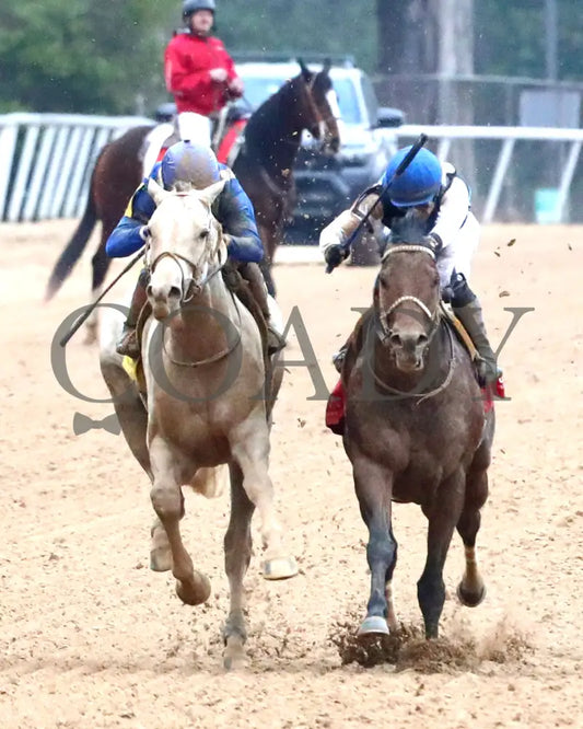 TAP INTO THIS - The Coach Overnight Stakes - 01-02-26 - R08 - OP - Head On 01 - Coady Media - Kurtis Coady Photography