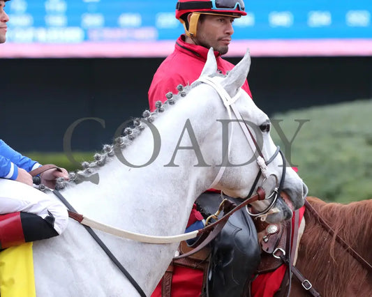 TAP INTO THIS - The Coach Overnight Stakes - 01-02-26 - R08 - OP - Post Parade 03 - Coady Media - Kurtis Coady Photography