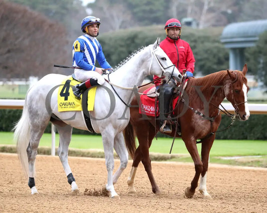TAP INTO THIS - The Coach Overnight Stakes - 01-02-26 - R08 - OP - Post Parade 01 - Coady Media - Kurtis Coady Photography