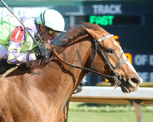 Tejano Twist - The King Cotton Stakes 75Th Running 01-25-25 R05 Op Tight Finish 01 Oaklawn Park