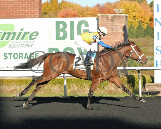 The Boy’s Warrior - The Mark Mcdermott Stakes 10-21-24 R05 Pid Finish Presque Isle Downs