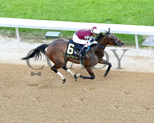 THORPEDO ANNA - The Apple Blossom Handicap - G1 - 04-12-25 - R11 - OP - Aerial Finish 01 Oaklawn Park
