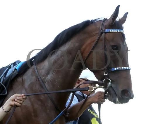 THORPEDO ANNA - The Apple Blossom Handicap - G1 - 04-12-25 - R11 - OP - Head Shot 02 Oaklawn Park