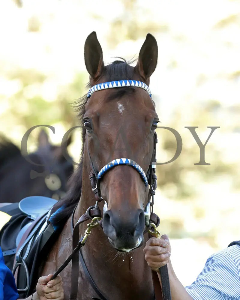 THORPEDO ANNA - The Apple Blossom Handicap - G1 - 04-12-25 - R11 - OP - Paddock 02 Oaklawn Park