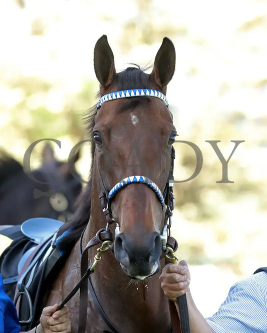 THORPEDO ANNA - The Apple Blossom Handicap - G1 - 04-12-25 - R11 - OP - Paddock 02 Oaklawn Park