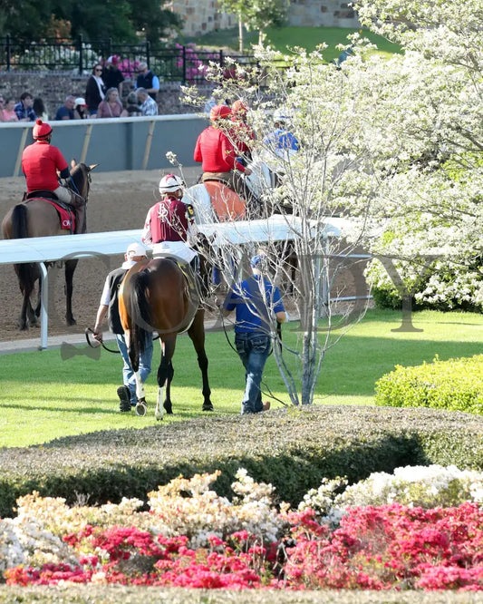 THORPEDO ANNA - The Apple Blossom Handicap - G1 - 04-12-25 - R11 - OP - Paddock 05 Oaklawn Park