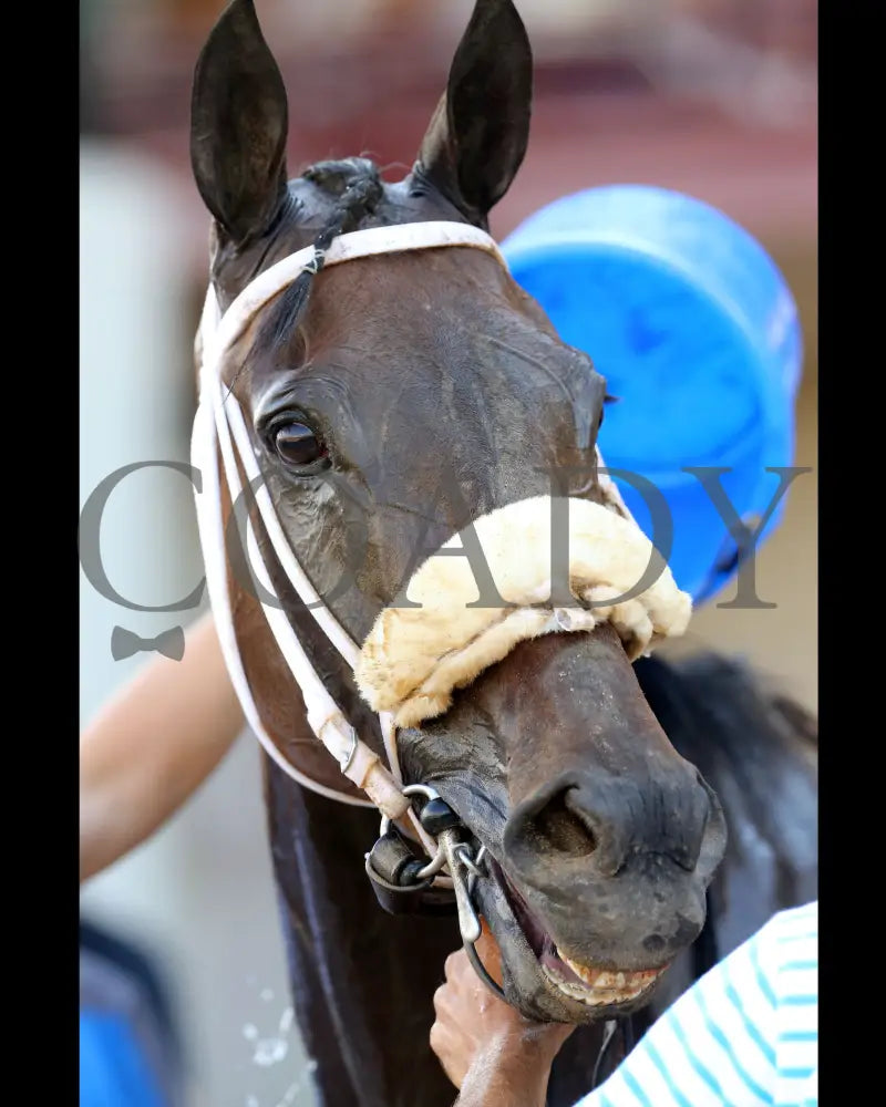 TIGER MOTH - 081317 - Race 08 - ELP - Head Shot - Coady Media - Kurtis Coady Photography