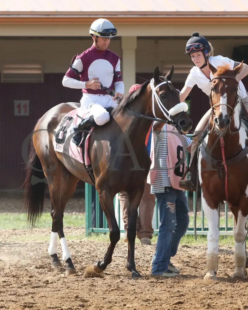 Tiger Moth - 081317 Race 08 Elp Post Parade 1 Ellis Park