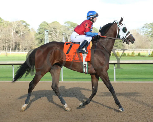 Tiny Temper - The Azeri Stakes G2 37Th Running 03 - 09 - 24 R09 Op Post Parade 01 Oaklawn Park