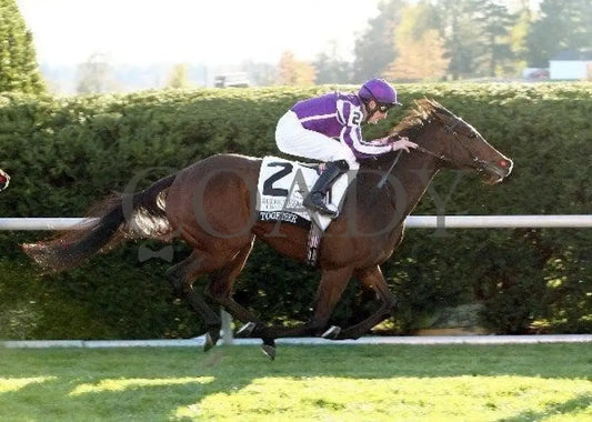 Together - Finish 101511 Race 09 Keeneland