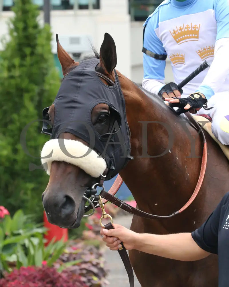 Tom’s D’etat - The Stephen Foster G2 39Th Running 06-27-20 R10 Cd Paddock 02 Churchill Downs