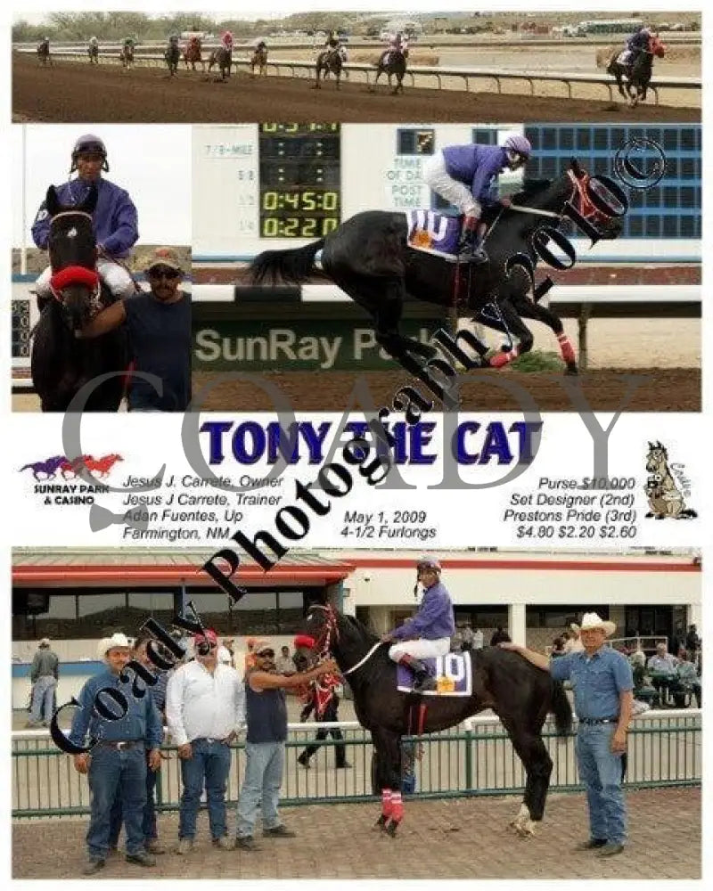 Tony The Cat - 5 1 2009 Sunray Park