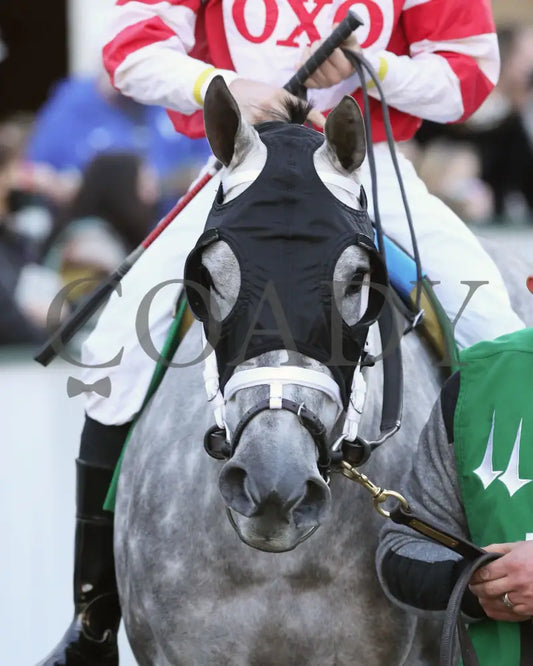 Travel Column - The Golden Rod G2 77Th Running 11-28-20 R09 Cd Paddock 01 Churchill Downs